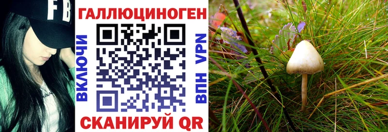 Псилоцибиновые грибы Psilocybe  как найти   Ачинск 